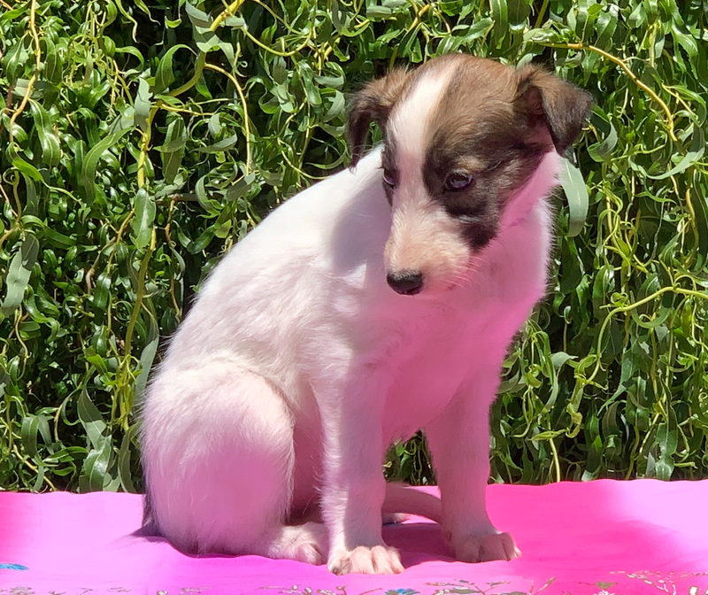 5 weeks - Girl 1 sit